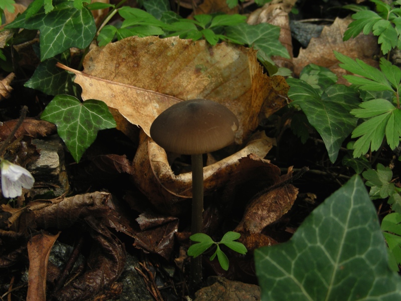 Escursione in bosco umido